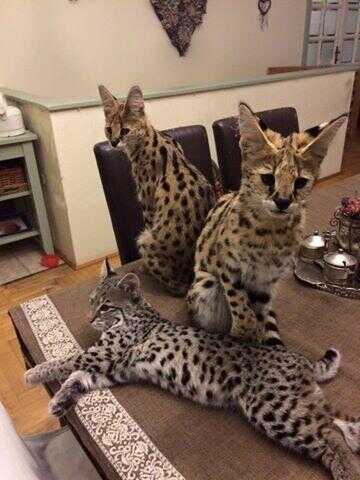 Savannah, serval,bobcat - huntingad.com